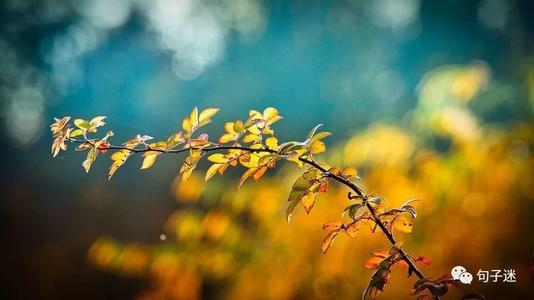 这是你的眼泪让我心碎的句子