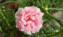 赞美太阳花的优美句子