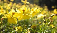 形容正能量的句子