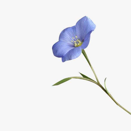 幸福就像一朵花