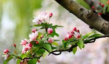 描写春天的抒情句子