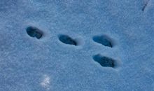 形容走在雪地里的句子 描写人在雪地的句子