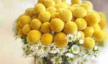 蓝天白云美丽的开心句子