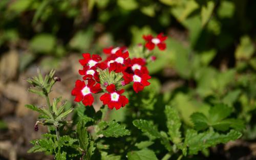 编辑编辑了一些有关赞美的简短句子