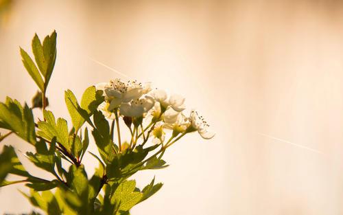编辑编辑了一些优美而感人的家庭句子