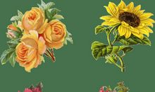 展望未来要开心的句子