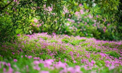 尽管生活并不轻松