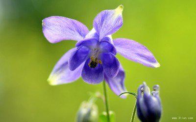 孩子在旁边庆祝新年