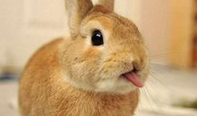 形容开心果的开心句子