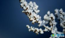 描写白桦树冬天的句子