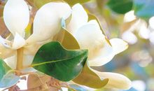 关于木兰花的优美句子