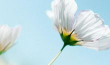 赞美人生感悟的句子