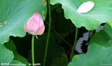 描写荷花荷叶的片段