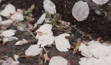 唯美温柔的干净小短句 治愈唯美的句子说说