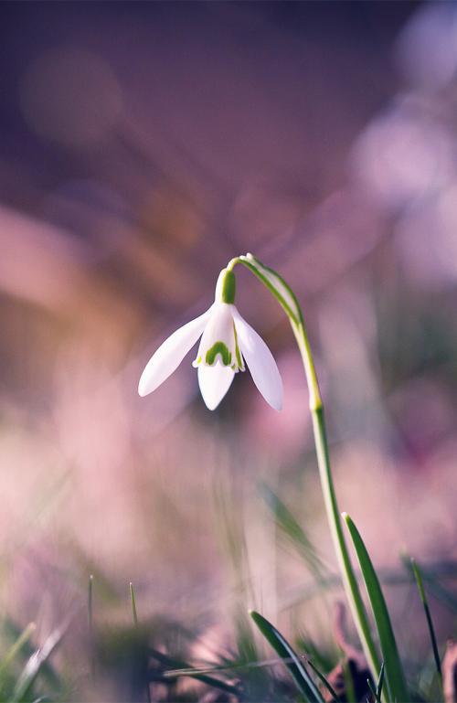 请欣赏由编辑编排的关于饮酒和悲伤后的快乐句子