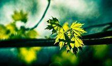 朋友圈关于孝顺的说说 发朋友圈有孝心的说说