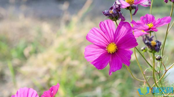 chun春县花开富贵