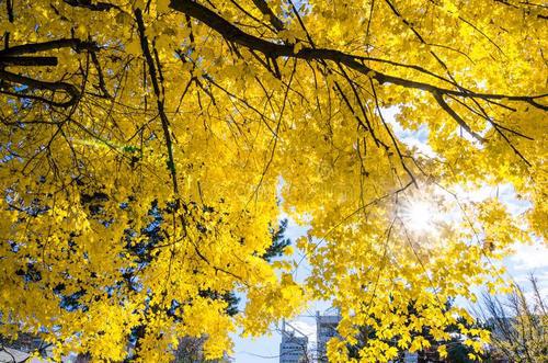 编辑整理了一些关于秋季游的句子