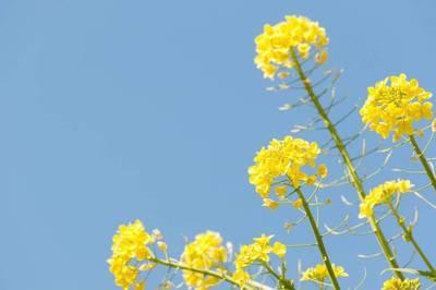 下午递给您一杯温暖的奶茶