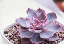 编辑编了一些关于家庭文章的漂亮句子