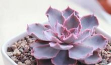 亲情散文需要优美句子