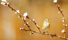 写小鸟开心的句子