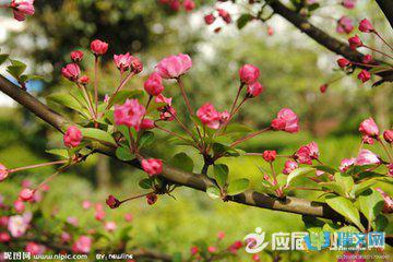 弹簧也称为弹簧