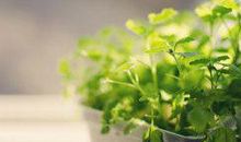 十五句关于亲情的句子