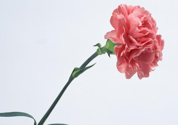 让我们来看看编辑者编撰的关于每一天幸福的句子