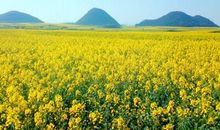 姐妹开心春游的句子