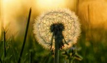 很幸福的优美句子