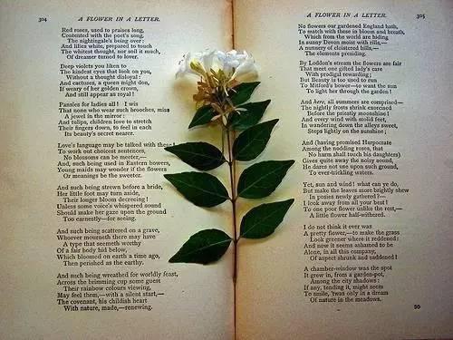 将它们标记为美丽