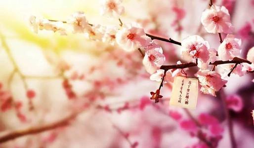 桃园里的桃花从远处望去