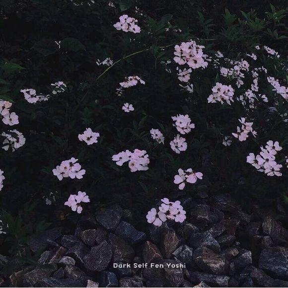 月光的柔和和柔和使夜晚变得平静与祥和