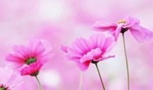 让人觉得幸福的句子