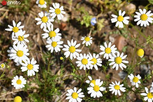 编辑编了一些关于鼓励自己开心的句子