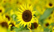 今天太阳真好的说说