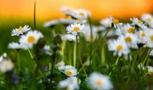 见父母开心的句子