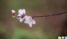 春天的经典俗语和谚语 老祖宗留下来与春天有关的俗语
