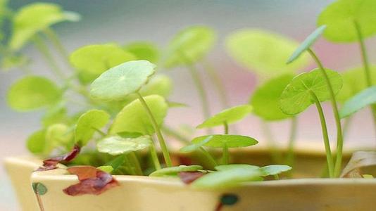 编辑汇编了一些描述他妻子非常幸福的句子