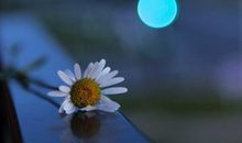 浪漫幸福的句子精选