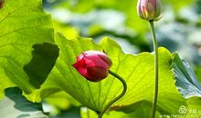 不听别人的话而后悔的句子