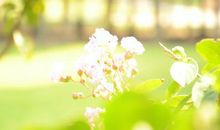 希望你天天开心的句子