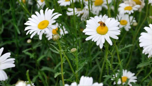 我希望每个人都喜欢