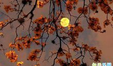 周末晚安的句子 周末好晚安心语