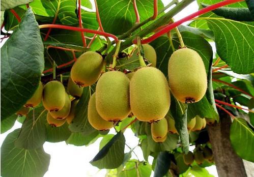 猕猴桃-我选择江山  2