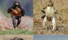 适合发说说的沙雕句子和图片大全