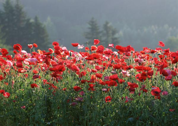 愿您在羊年里实现所有梦想