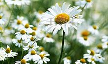 惋惜生命亲情句子