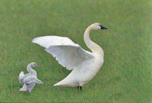 请喜欢编辑所写的描述家庭爱情的句子